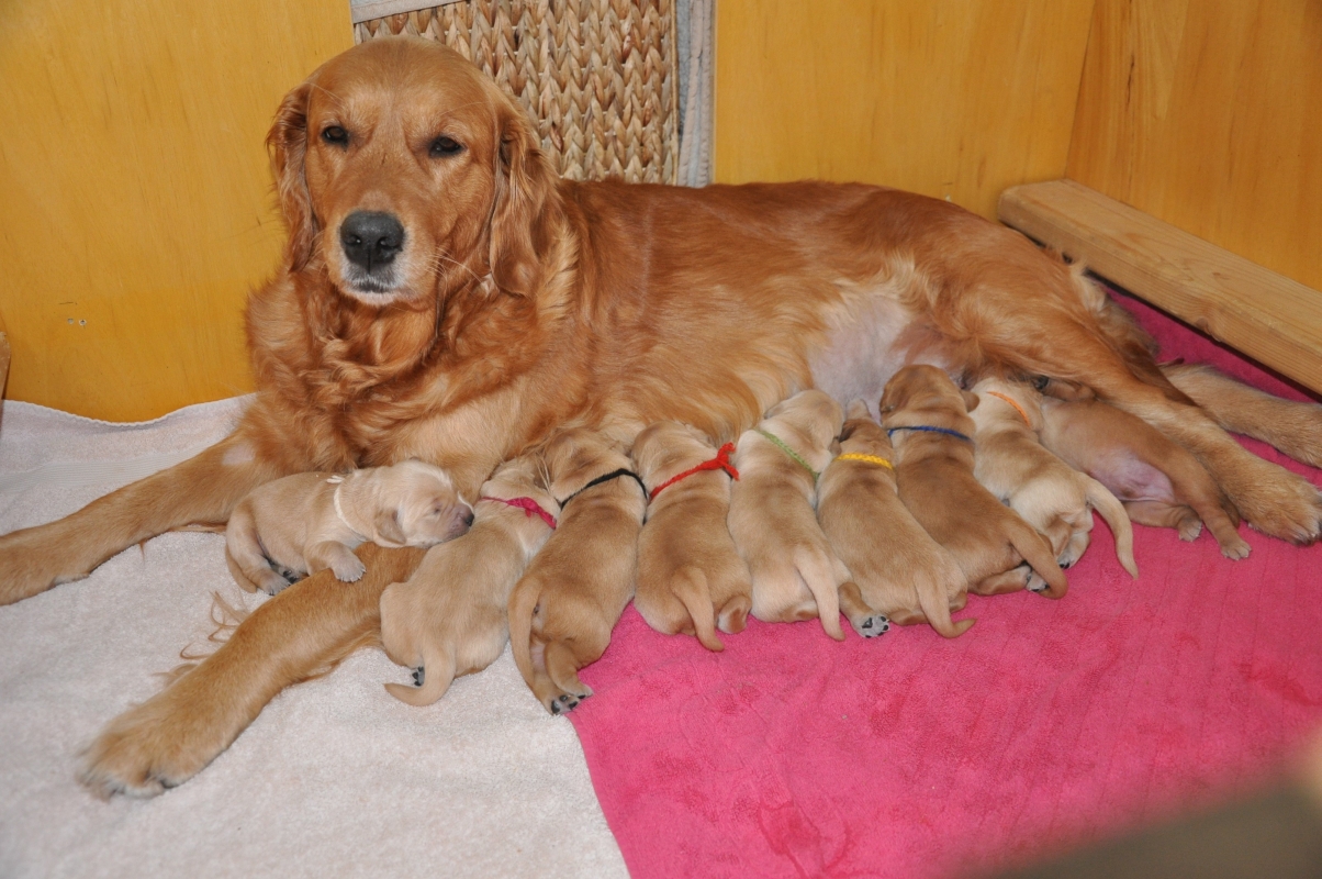 Amira mit A-Wurf Welpen