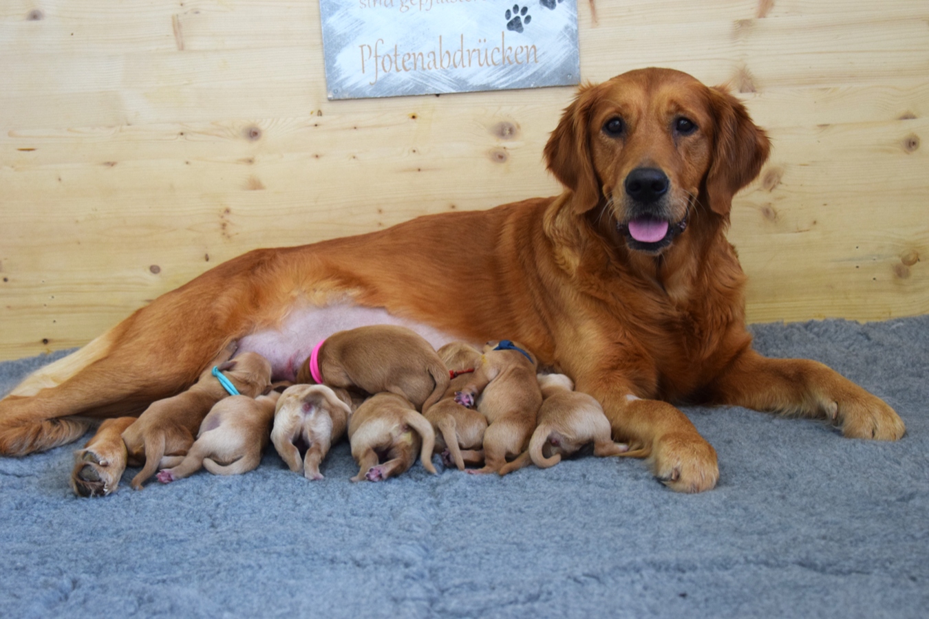 Hope mit L-Wurf Welpen
