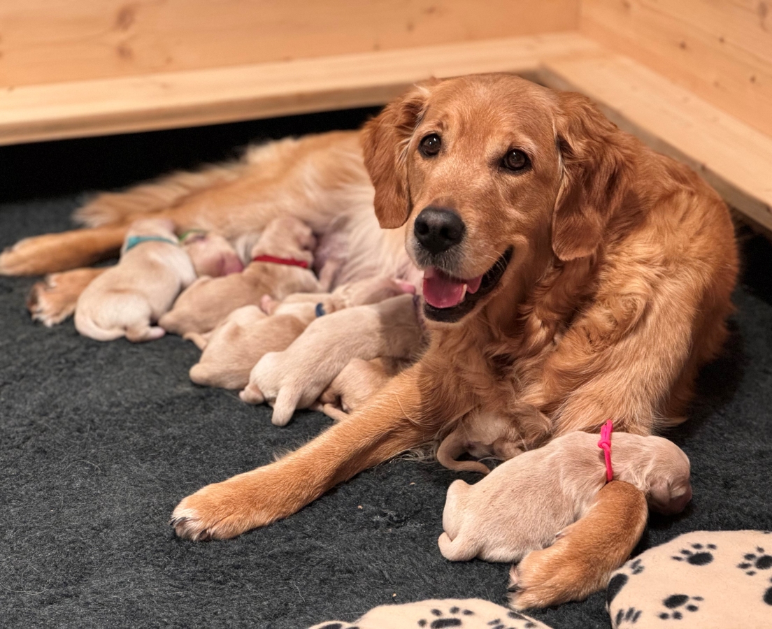 Dana mit ihren 9 Welpen (N-Wurf)