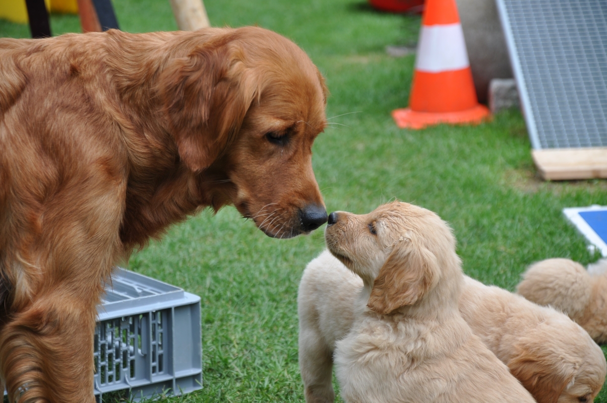 Mama Cia mit D-Wurf Welpen
