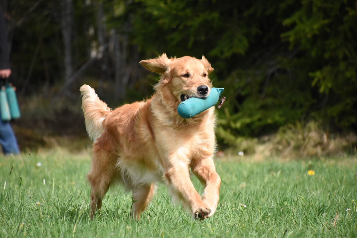 Nanouk (Aron Golden Harmony vom Rebhügel) beim Dummy-Training 2019