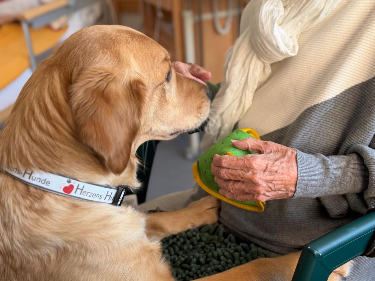 Nava im Einsatz als Herzens-Hund