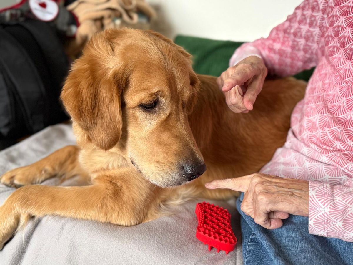 Nava im Einsatz als Herzens-Hund