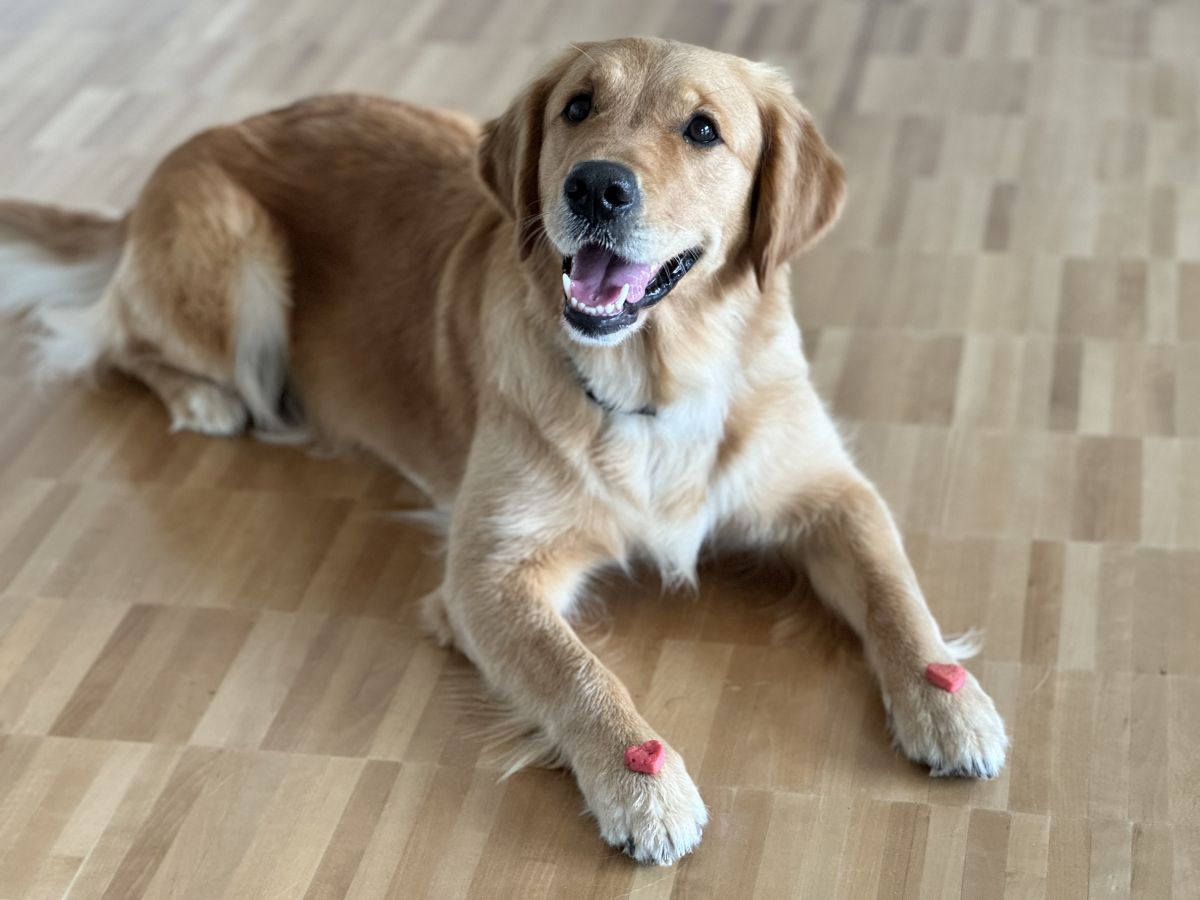 Nayla im Einsatz als Herzens-Hund