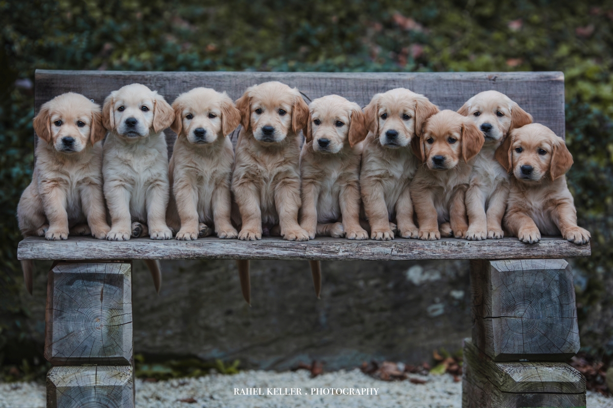 N-Wurf - Welpen am 14.02.2024