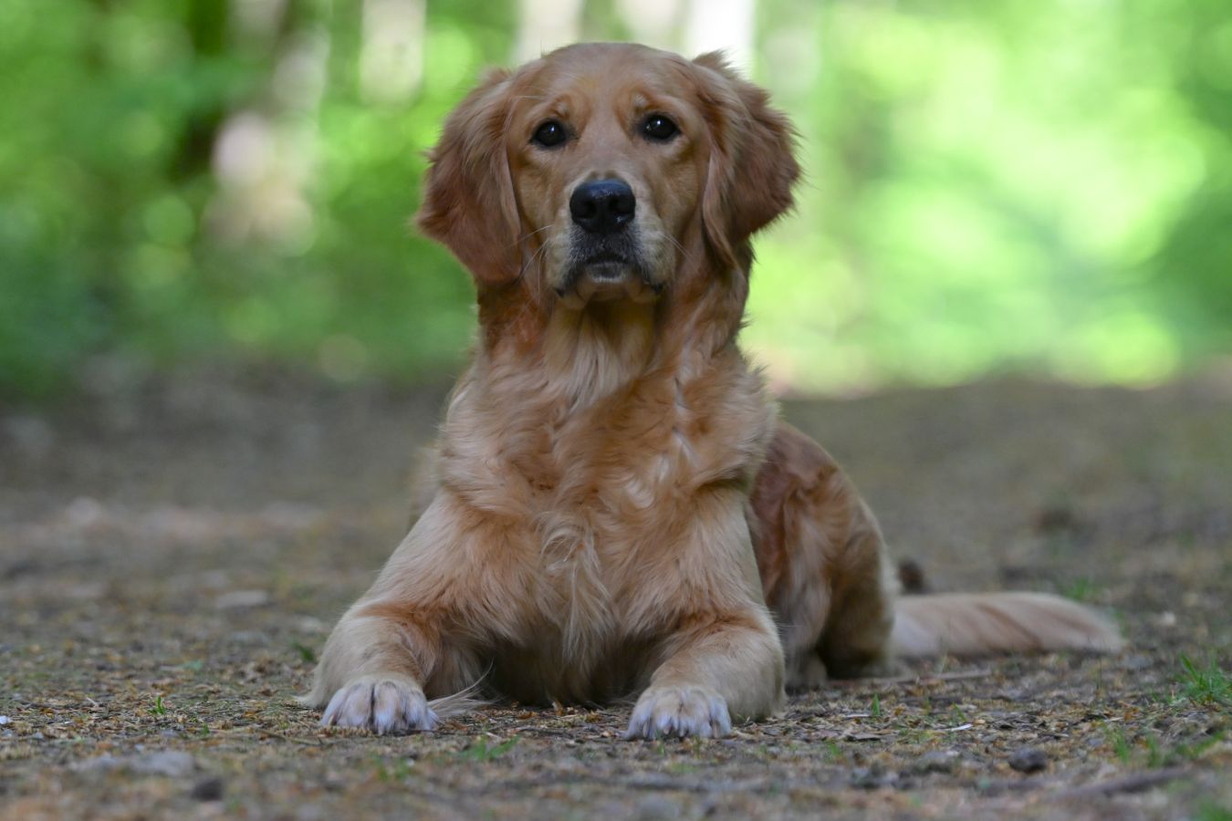 Lani Golden Harmony vom Rebhügel am 26. April 2026