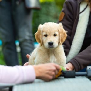 Satchmo (Francis, m) am 29.09.2018