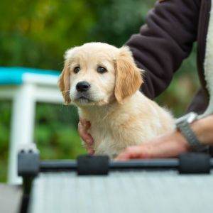 Satchmo (Francis, m) am 29.09.2018