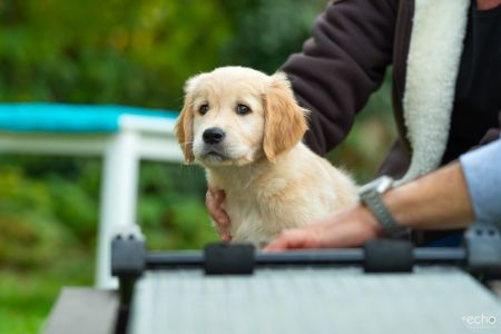 Satchmo (Francis, m) am 29.09.2018