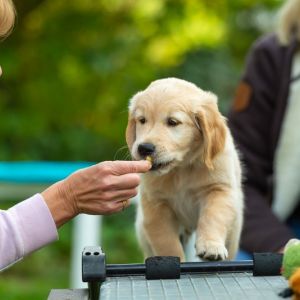 Satchmo (Francis, m) am 29.09.2018