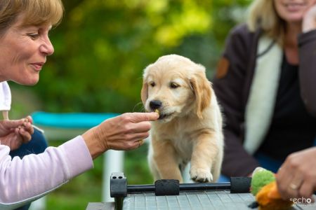 Satchmo (Francis, m) am 29.09.2018
