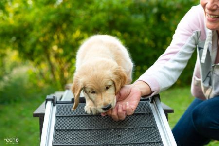 Satchmo (Francis, m) am 29.09.2018