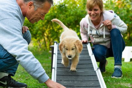 Satchmo (Francis, m) am 29.09.2018