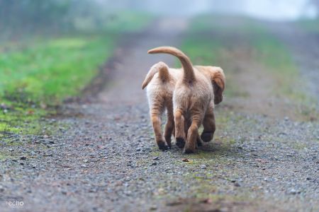 Die Auswanderer Welpen Nala und Marley vom G-Wurf