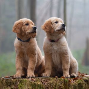 Welpen Nala und Marley vom G-Wurf