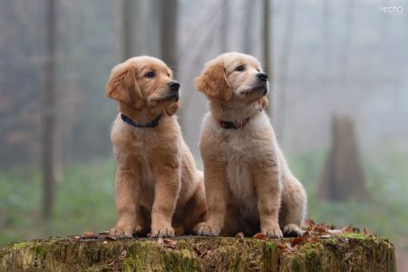 Welpen Nala und Marley vom G-Wurf