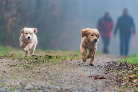Welpen Nala und Marley vom G-Wurf