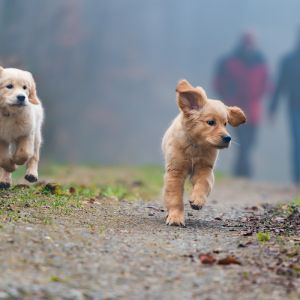 Welpen vom G-WurfWelpen Nala und Marley vom G-Wurf