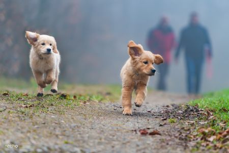 Welpen vom G-WurfWelpen Nala und Marley vom G-Wurf