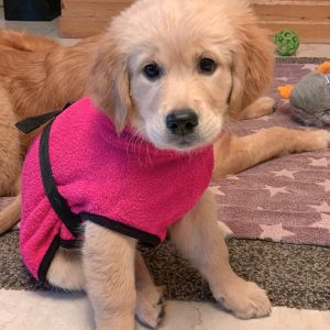 Welpe vom G-Wurf am 29.01.2020