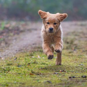 Welpe vom G-Wurf am 26.01.2020