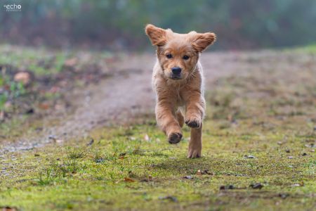 Welpe vom G-Wurf am 26.01.2020