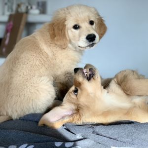 Welpen Nala und Marley vom G-Wurf am 30.01.2020