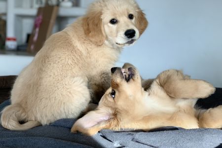 Welpen Nala und Marley vom G-Wurf am 30.01.2020