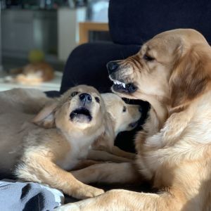 Erziehung der beiden Welpen Nala und Marley vom G-Wurf durch Mama Csilla am 30.01.2020