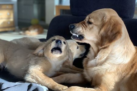 Erziehung der beiden Welpen Nala und Marley vom G-Wurf durch Mama Csilla am 30.01.2020