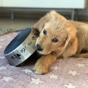 Welpe vom G-Wurf am 15.01.2020