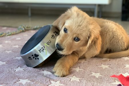 Welpe vom G-Wurf am 15.01.2020