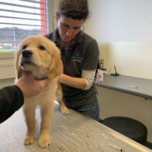 Am 14.02.2020 bei der Tier&auml;rztin in der Klinik Aarau West.