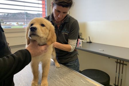 Am 14.02.2020 bei der Tier&auml;rztin in der Klinik Aarau West.