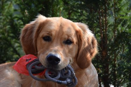 Marley in Wolken (D) am 11.09.2020