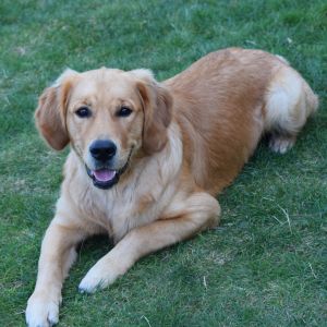 Marley in Wolken (D) am 11.09.2020