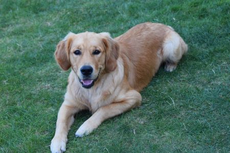 Marley in Wolken (D) am 11.09.2020