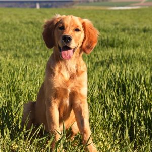 Marley (Gadi, m) am 10.04.2020