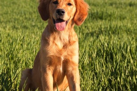 Marley (Gadi, m) am 10.04.2020