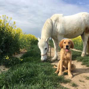Marley (Gadi, m) am 18.04.2020