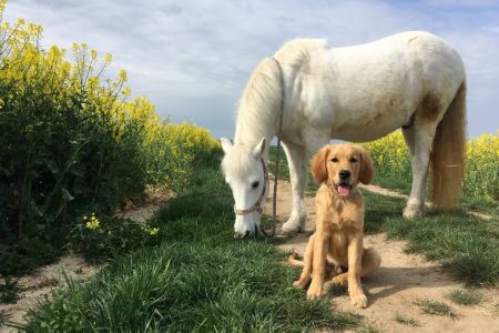 Marley (Gadi, m) am 18.04.2020