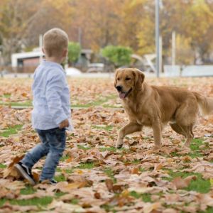 Levi und Marley in Wolken (D)&nbsp;am 11.11.2020