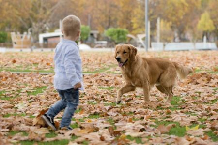 Levi und Marley in Wolken (D)&nbsp;am 11.11.2020