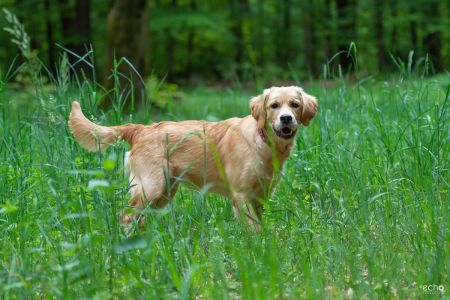 Nala (Gaya, w) am 10.05.2020