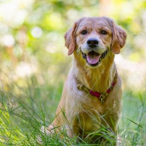 Nala (Gaya, w) am 29.07.2020