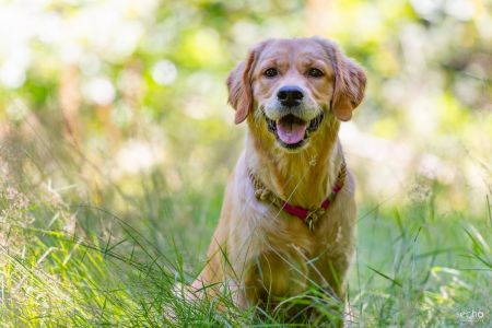 Nala (Gaya, w) am 29.07.2020