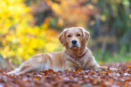 Nala (Gaya, w) am 02.11.2020