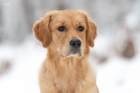 Nala (Gaya, w) am 17.01.2021