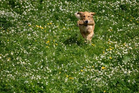 Nava am 17.06.2026