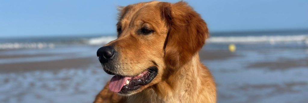 Gadi Golden Harmony vom Rebhügel (Rufname: Marley)